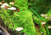 2026 热门乒乓球底板性能排名：专业选手的评价汇总。，乒乓球底板排名前十